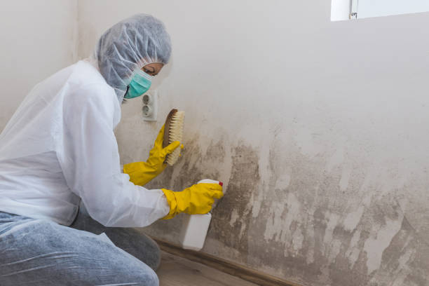 Best Home Mold Removal  in Smyrna, DE