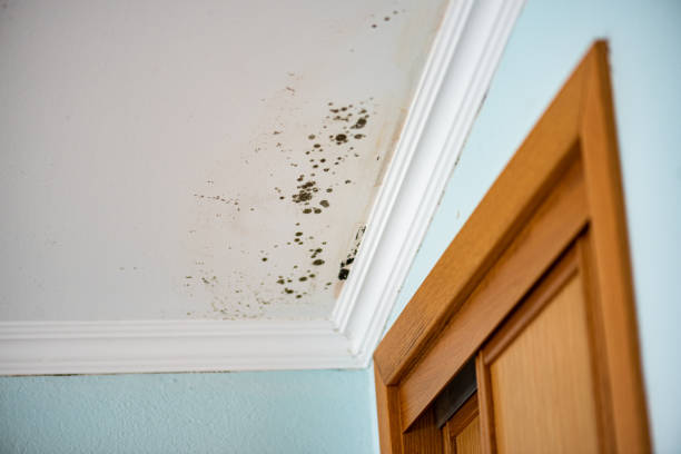 Trusted Smyrna, DE Mold Removal Experts