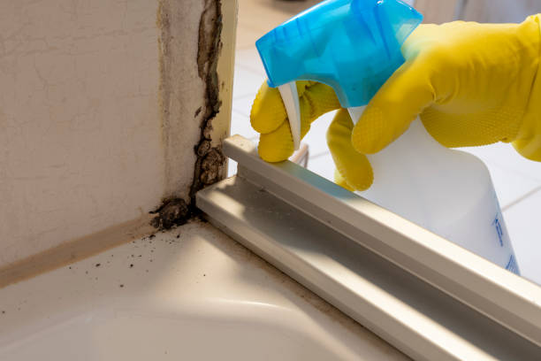 Best Mold Remediation Experts  in Smyrna, DE