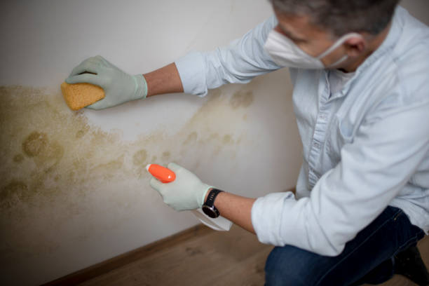 Best Mold Damage Repair  in Smyrna, DE