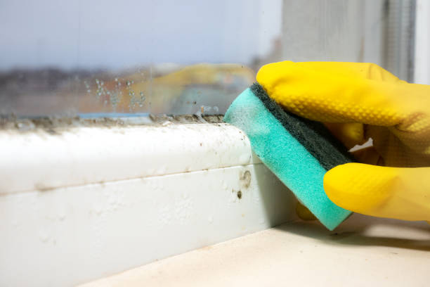 Best Mold Testing  in Smyrna, DE