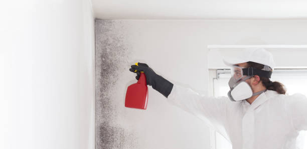 Attic Mold Removal in Smyrna, DE