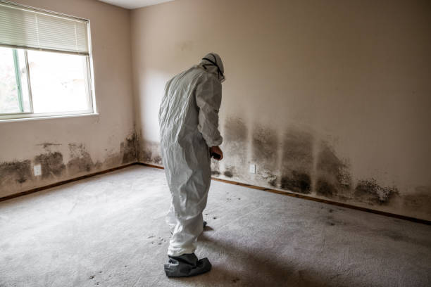 Best Commercial Mold Removal  in Smyrna, DE