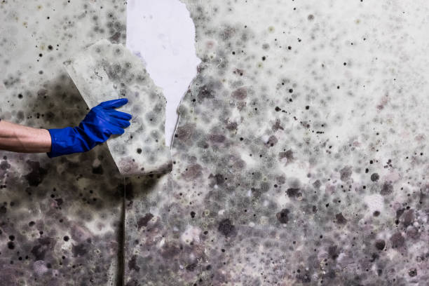 Best Black Mold Removal  in Smyrna, DE